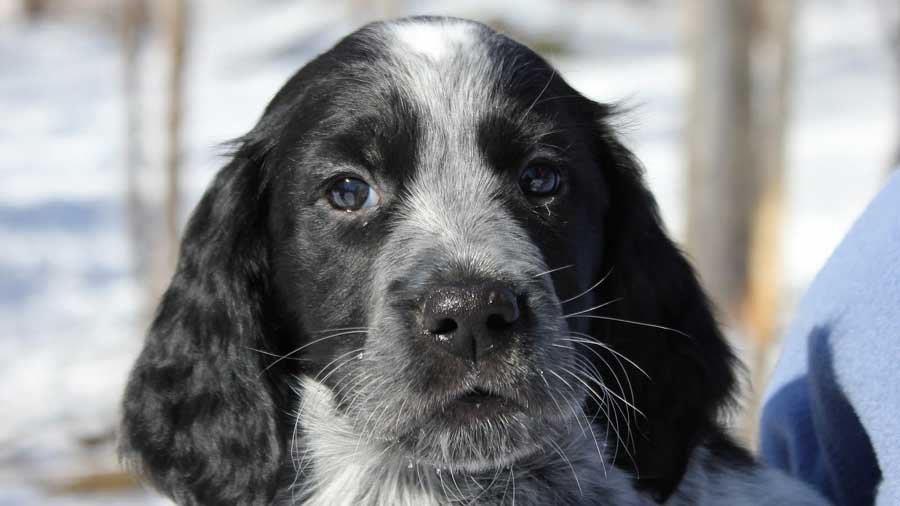 Blue Picardy Spaniel Pictures